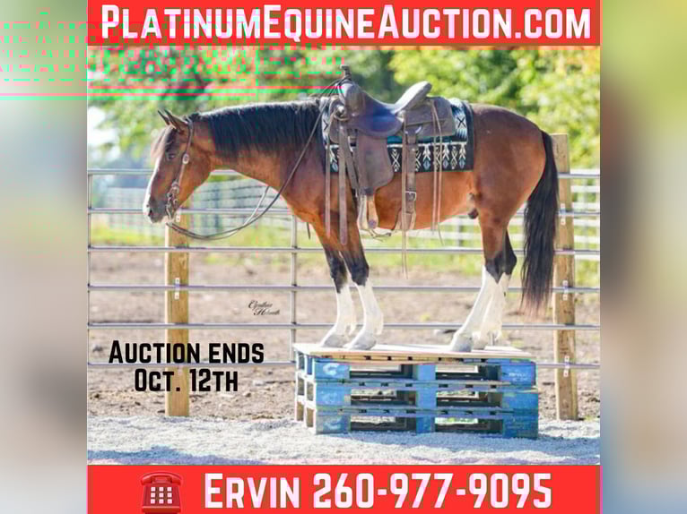 American Quarter Horse Gelding 9 years 13,2 hh Tobiano-all-colors in Inndependence IA
