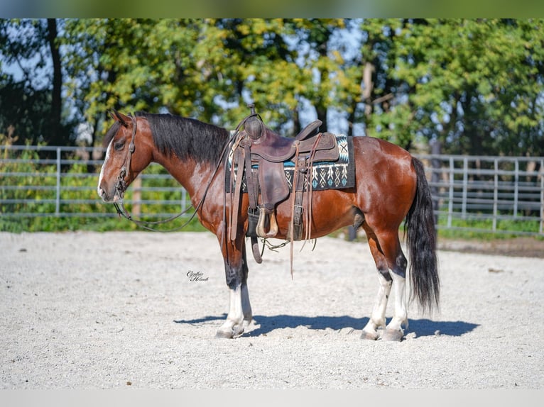 American Quarter Horse Gelding 9 years 13,2 hh Tobiano-all-colors in Inndependence IA