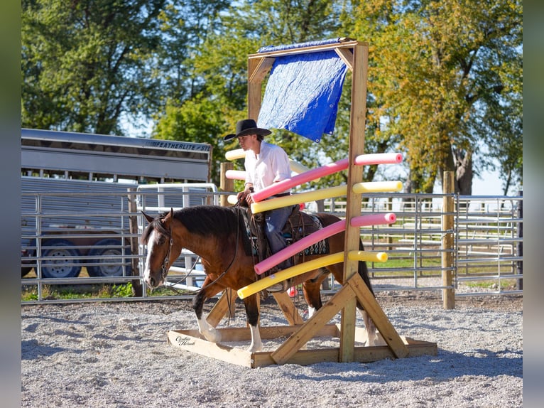 American Quarter Horse Gelding 9 years 13,2 hh Tobiano-all-colors in Inndependence IA