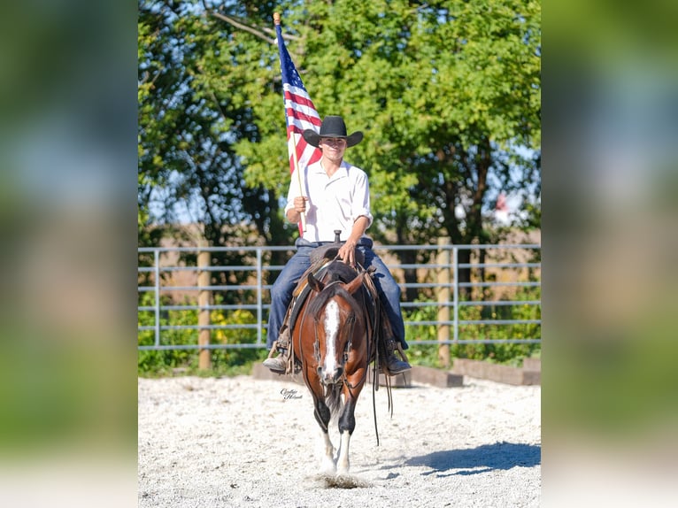 American Quarter Horse Gelding 9 years 13,2 hh Tobiano-all-colors in Inndependence IA
