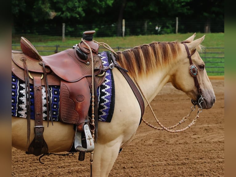 American Quarter Horse Gelding 9 years 13,3 hh Champagne in Dundee