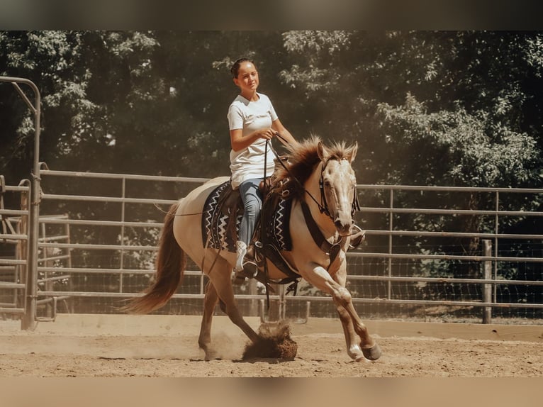 American Quarter Horse Gelding 9 years 13,3 hh Champagne in Dundee