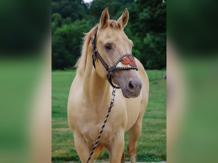 American Quarter Horse Gelding 9 years 13,3 hh Champagne in Dundee