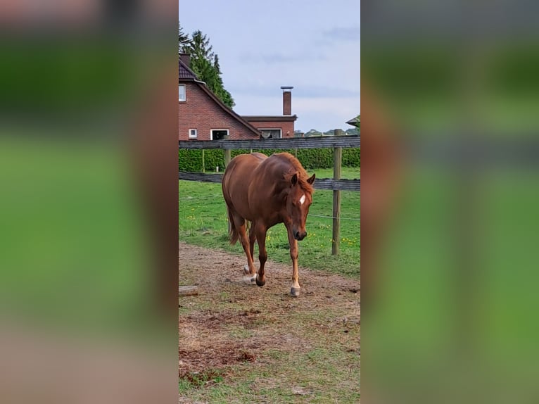 American Quarter Horse Gelding 9 years 13,3 hh Chestnut-Red in Uplengen