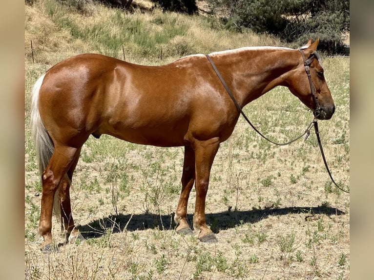 American Quarter Horse Gelding 9 years 13,3 hh Palomino in Paicines CA