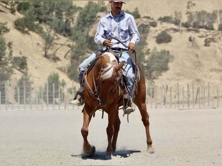 American Quarter Horse Gelding 9 years 13,3 hh Palomino in Paicines CA