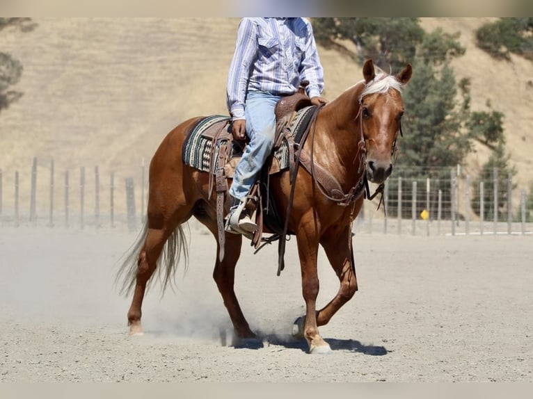 American Quarter Horse Gelding 9 years 13,3 hh Palomino in Paicines CA