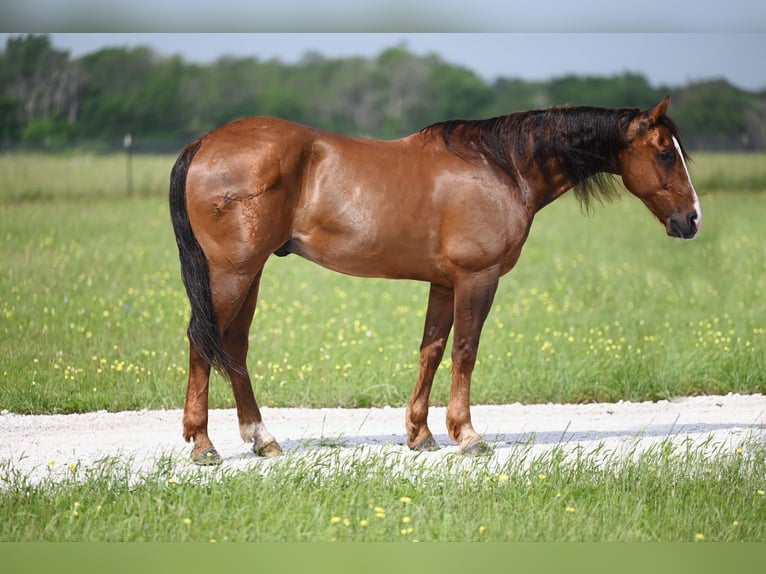 American Quarter Horse Gelding 9 years 14,1 hh Bay in Waco
