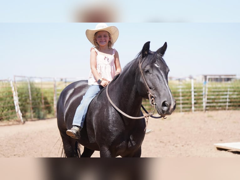 American Quarter Horse Gelding 9 years 14,1 hh Black in Canyon