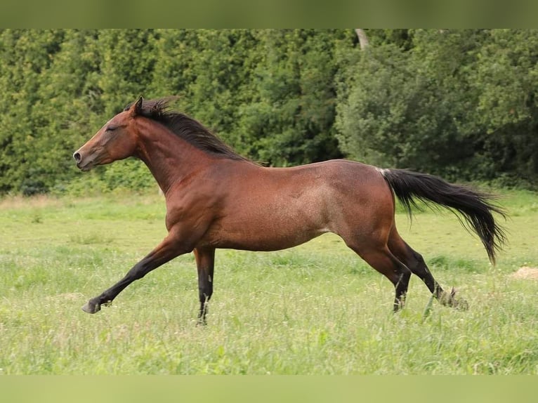 American Quarter Horse Gelding 9 years 14,1 hh Brown in Varel