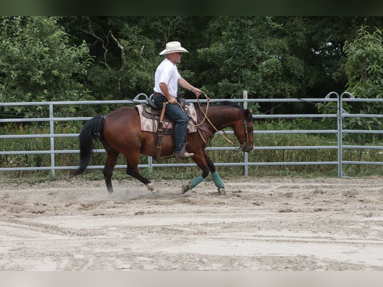 American Quarter Horse Gelding 9 years 14,1 hh Brown in Varel