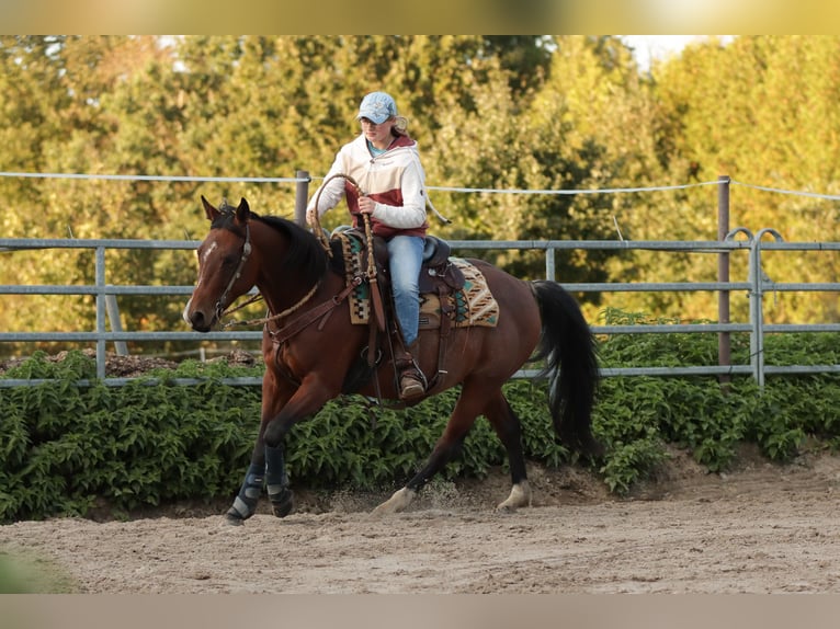 American Quarter Horse Gelding 9 years 14,1 hh Brown in Varel