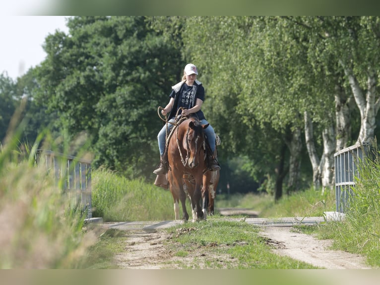 American Quarter Horse Gelding 9 years 14,1 hh Brown in Varel