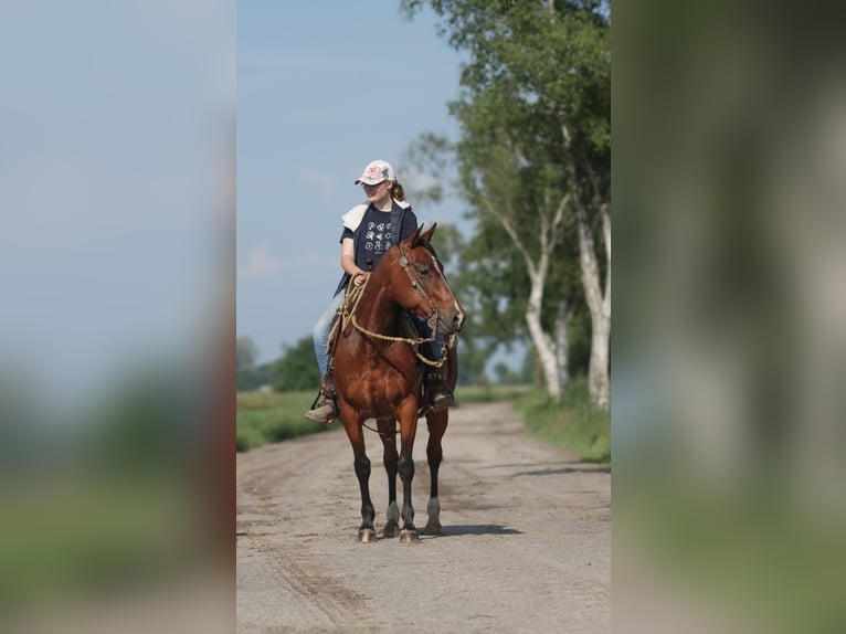 American Quarter Horse Gelding 9 years 14,1 hh Brown in Varel