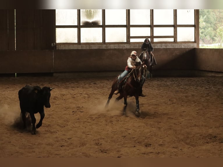 American Quarter Horse Gelding 9 years 14,1 hh Brown in Varel