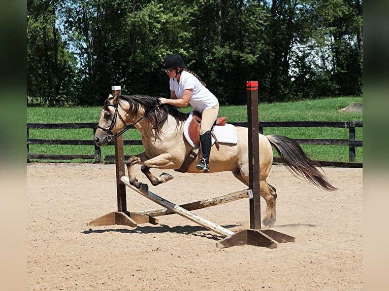 American Quarter Horse Gelding 9 years 14,1 hh Buckskin in Mount Vernon