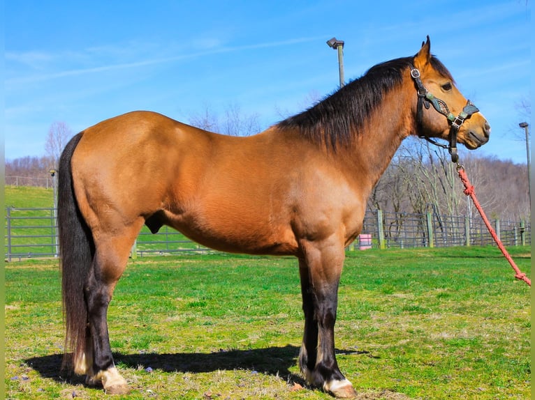 American Quarter Horse Gelding 9 years 14,1 hh Buckskin in Blacksville WV