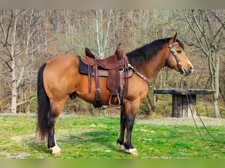 American Quarter Horse Gelding 9 years 14,1 hh Buckskin in Blacksville WV