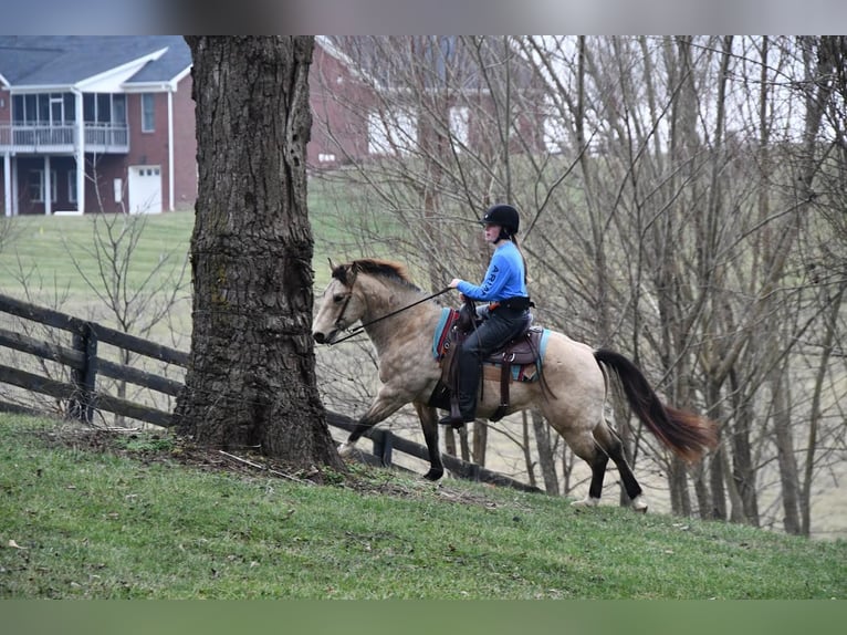 American Quarter Horse Gelding 9 years 14,1 hh Buckskin in Midway Ky