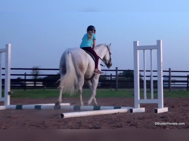 American Quarter Horse Gelding 9 years 14,1 hh Gray in Weatherford TX