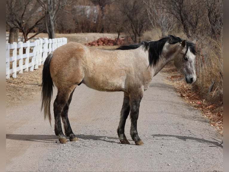 American Quarter Horse Gelding 9 years 14.1 hh Grey in Camp Verde AZ