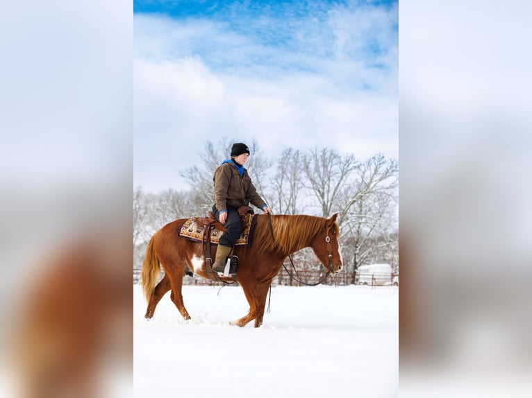 American Quarter Horse Gelding 9 years 14,1 hh Overo-all-colors in Quitman AR