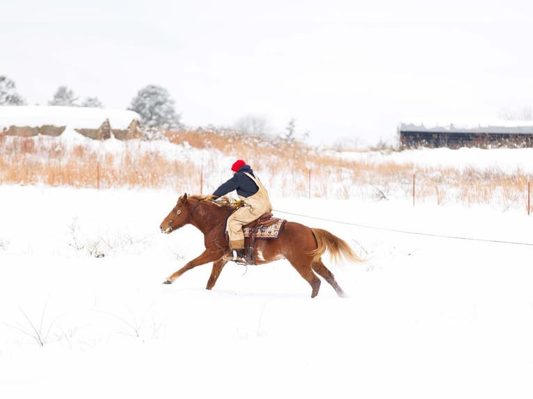 American Quarter Horse Gelding 9 years 14,1 hh Overo-all-colors in Quitman AR