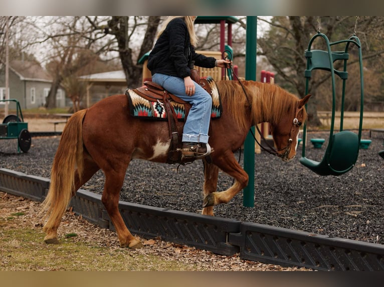 American Quarter Horse Gelding 9 years 14,1 hh Overo-all-colors in Quitman AR