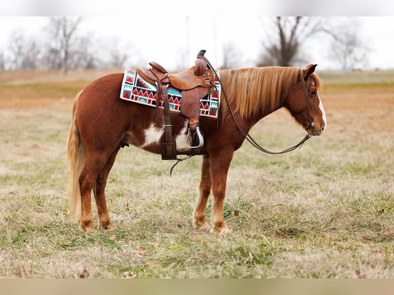 American Quarter Horse Gelding 9 years 14,1 hh Overo-all-colors in Quitman AR