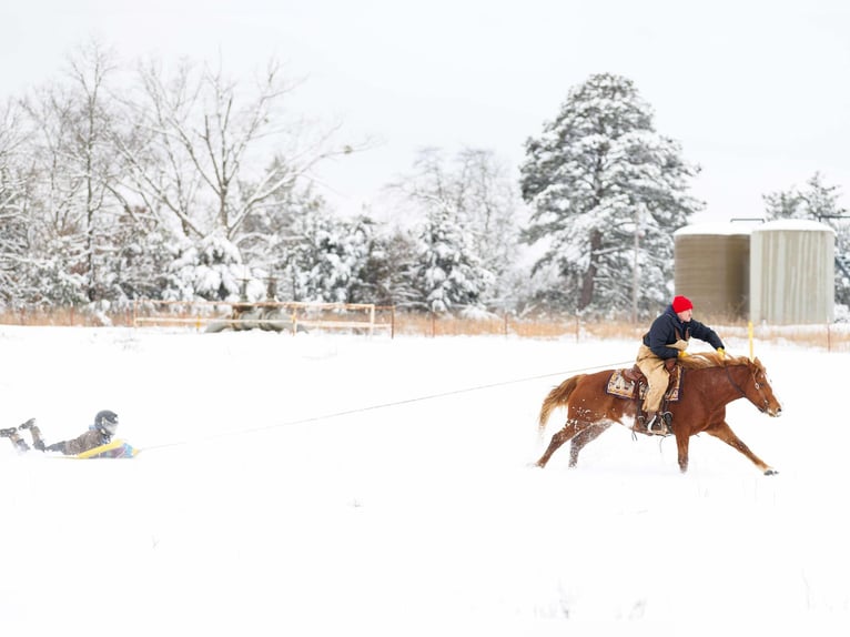 American Quarter Horse Gelding 9 years 14,1 hh Overo-all-colors in Quitman AR