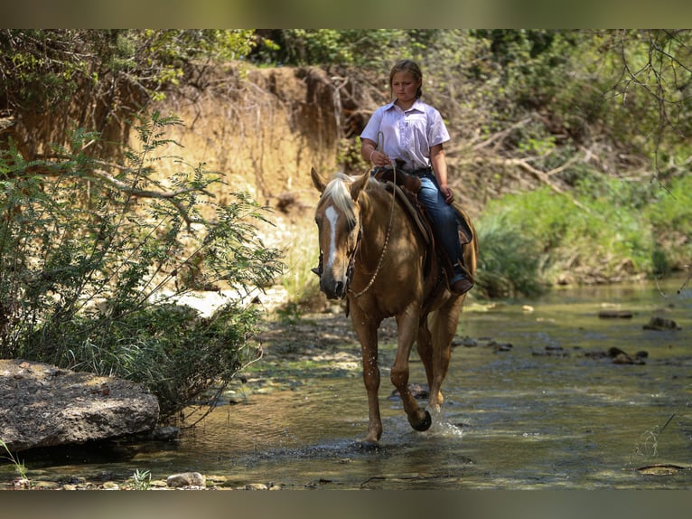 American Quarter Horse Gelding 9 years 14,1 hh Palomino in Joshua, TX