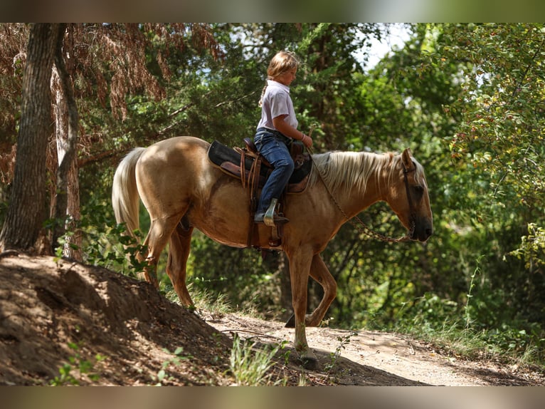 American Quarter Horse Gelding 9 years 14,1 hh Palomino in Joshua, TX