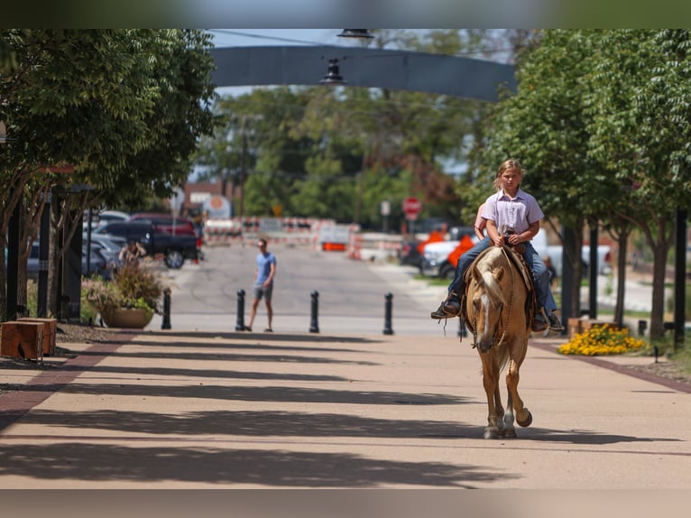 American Quarter Horse Gelding 9 years 14,1 hh Palomino in Joshua, TX