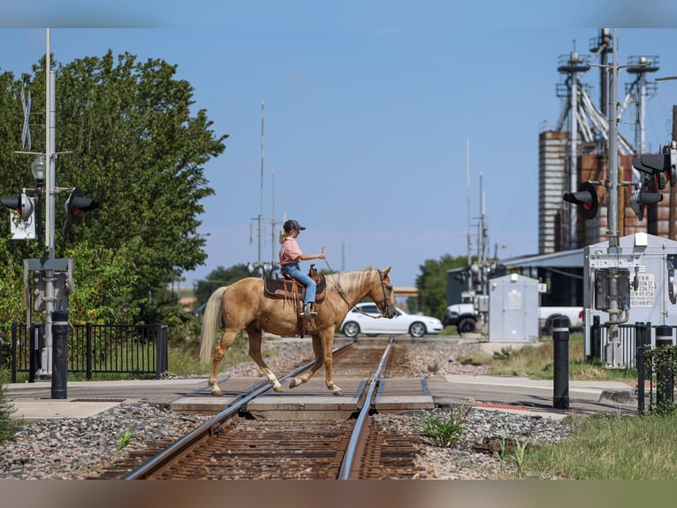 American Quarter Horse Gelding 9 years 14,1 hh Palomino in Joshua, TX