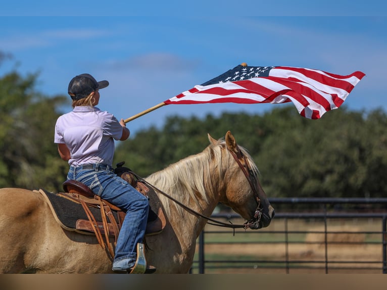 American Quarter Horse Gelding 9 years 14,1 hh Palomino in Joshua, TX