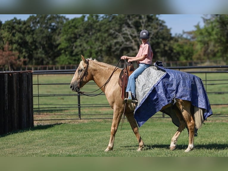 American Quarter Horse Gelding 9 years 14,1 hh Palomino in Joshua, TX