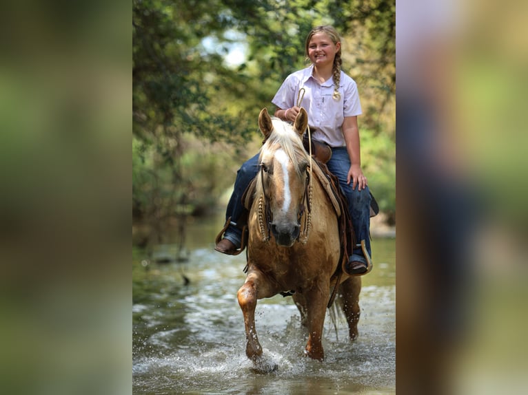 American Quarter Horse Gelding 9 years 14,1 hh Palomino in Joshua, TX