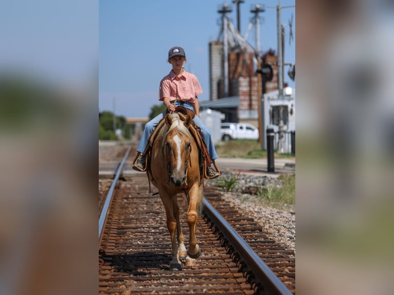 American Quarter Horse Gelding 9 years 14,1 hh Palomino in Joshua, TX