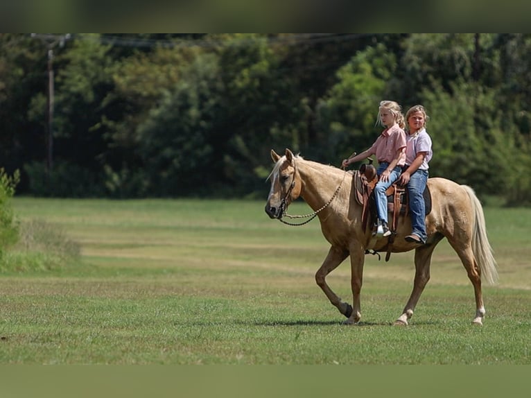 American Quarter Horse Gelding 9 years 14,1 hh Palomino in Joshua, TX