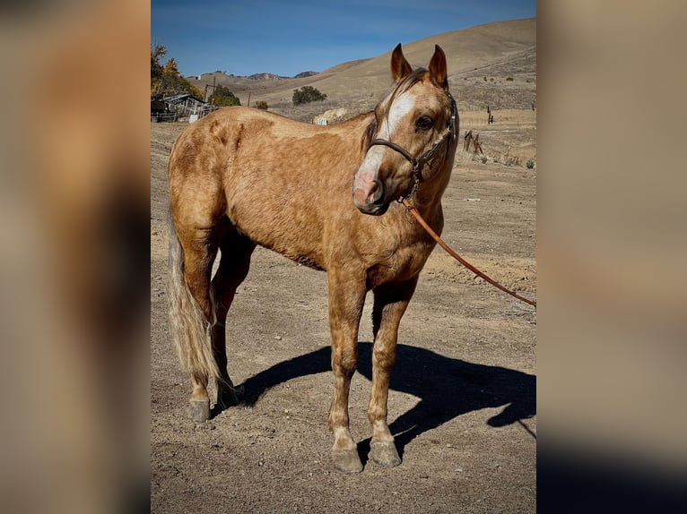 American Quarter Horse Gelding 9 years 14,1 hh Palomino in Bitterwater CA