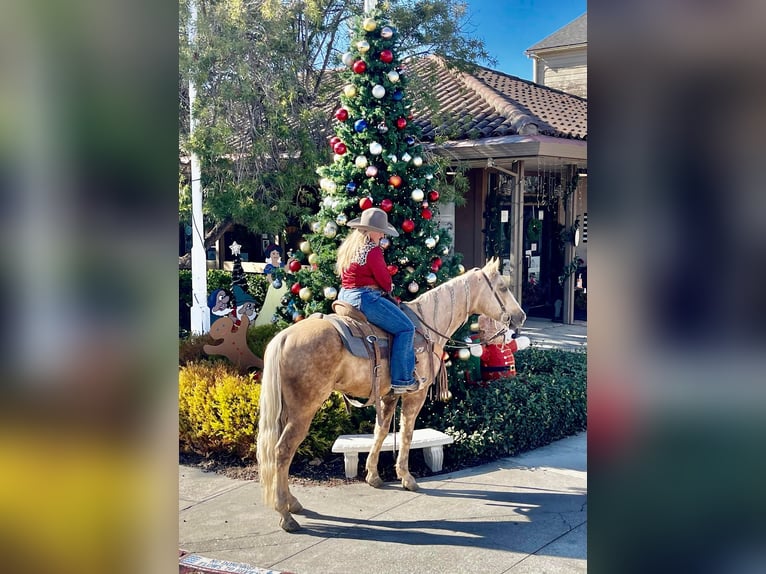 American Quarter Horse Gelding 9 years 14,1 hh Palomino in Bitterwater CA