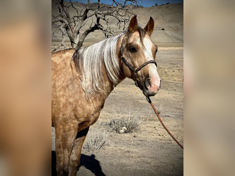 American Quarter Horse Gelding 9 years 14,1 hh Palomino in Bitterwater CA