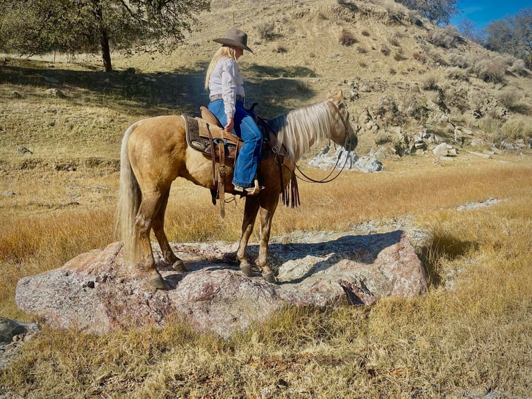 American Quarter Horse Gelding 9 years 14,1 hh Palomino in Bitterwater CA