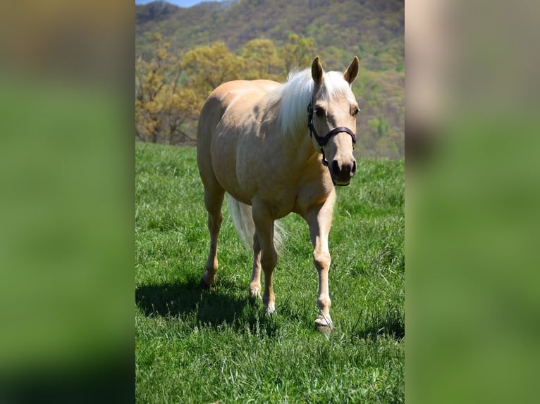 American Quarter Horse Gelding 9 years 14.1 hh Palomino in Galax, VA