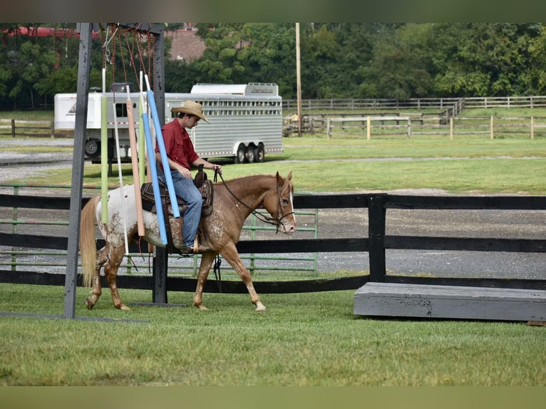 American Quarter Horse Gelding 9 years 14,1 hh Roan-Bay in Sweet Springs MO