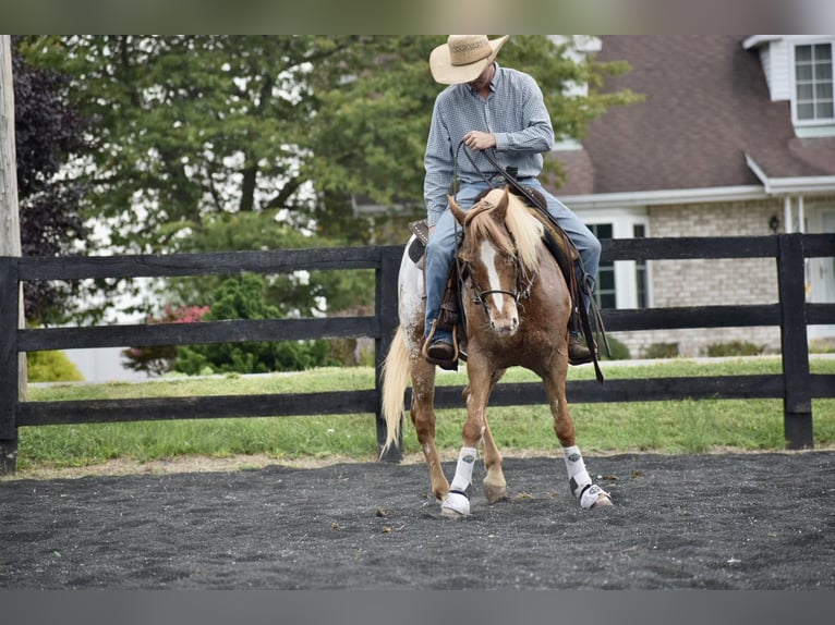 American Quarter Horse Gelding 9 years 14,1 hh Roan-Bay in Sweet Springs MO