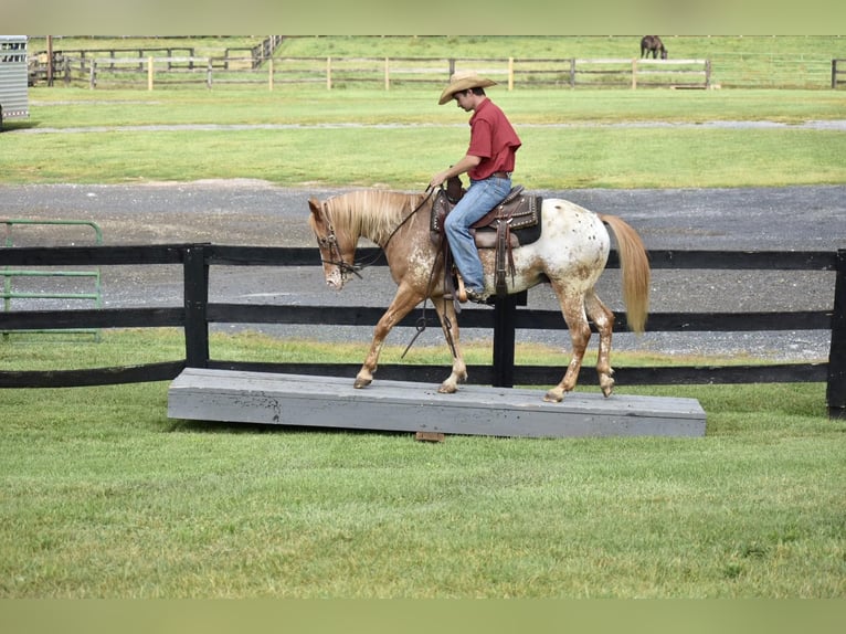 American Quarter Horse Gelding 9 years 14,1 hh Roan-Bay in Sweet Springs MO