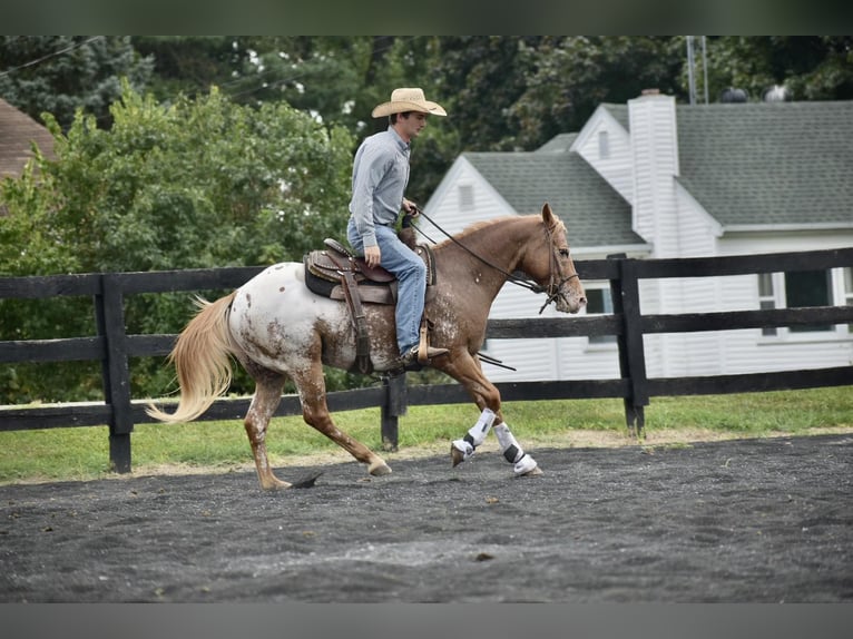 American Quarter Horse Gelding 9 years 14,1 hh Roan-Bay in Sweet Springs MO