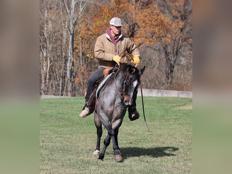 American Quarter Horse Gelding 9 years 14,1 hh Roan-Blue in Mount Vernon