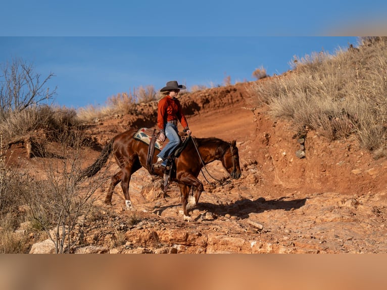 American Quarter Horse Gelding 9 years 14.1 hh Sorrel in Canyon